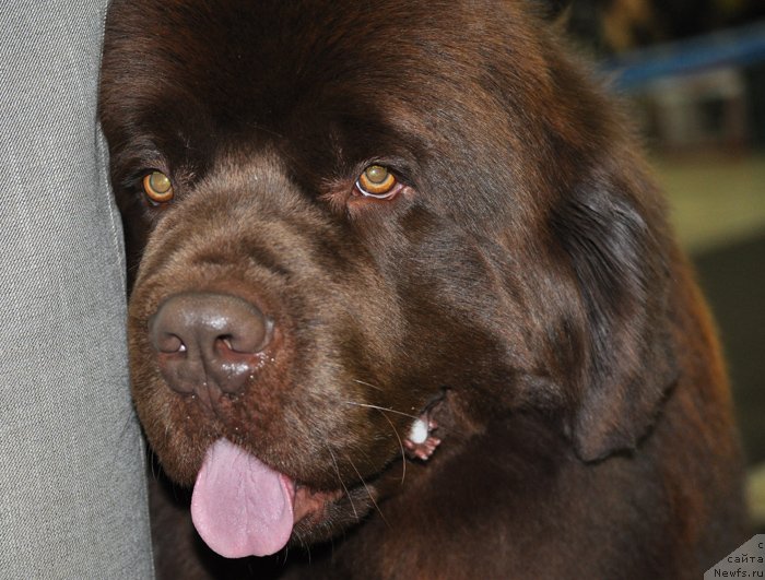 Фото: ньюфаундленд Акватория Келвин Редс Бегин энд Вин (Aquatoriya Kelvin Reds Begin and Win)