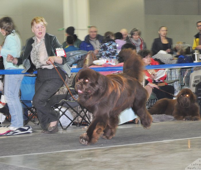 Фото: ньюфаундленд Акватория Келвин Редс Бегин энд Вин (Aquatoriya Kelvin Reds Begin and Win)