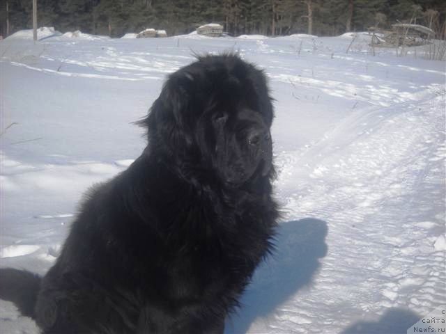 Фото: ньюфаундленд Фанньюф Яшка Хакер