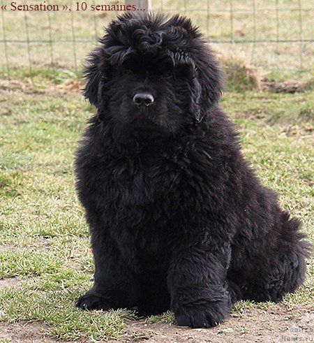 Фото: ньюфаундленд Deep Love I'm Sensation