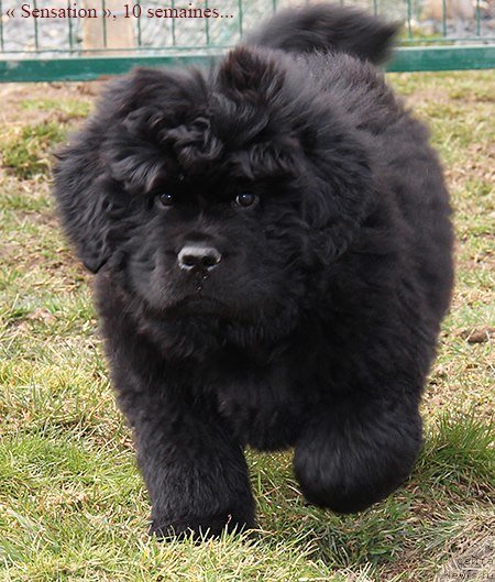 Фото: ньюфаундленд Deep Love I'm Sensation