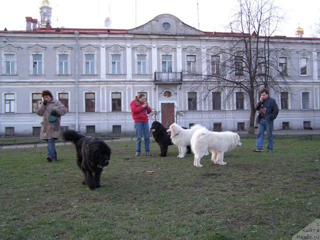 Фото: ньюфаундленд Смигар Шелковая Ночь (Smigar Shelkovaya Noch), ньюфаундленд Талула Белл (Talula Bell)