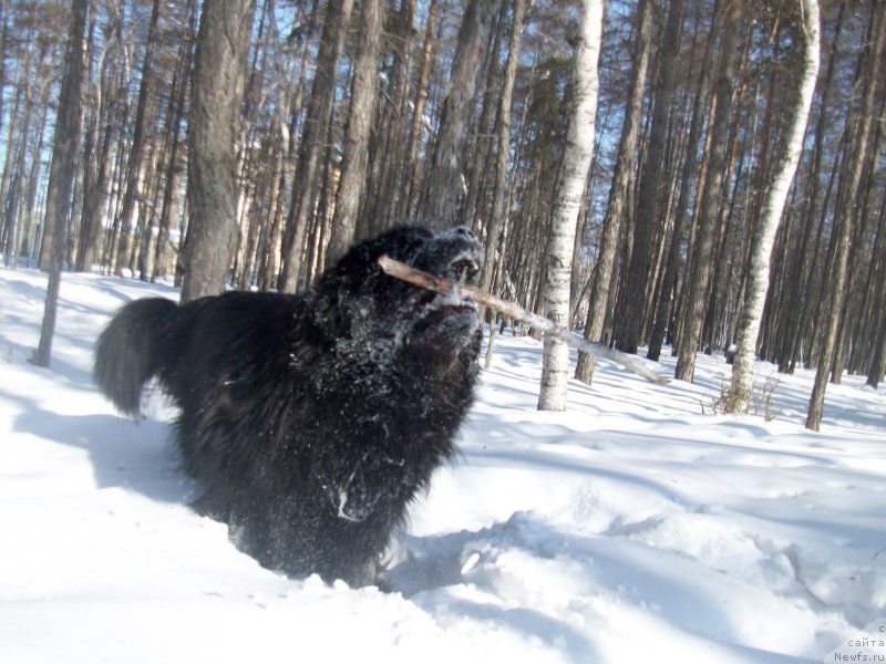Фото: ньюфаундленд Карат из Медвежьего Яра (Karat iz Medvejyego Yara)