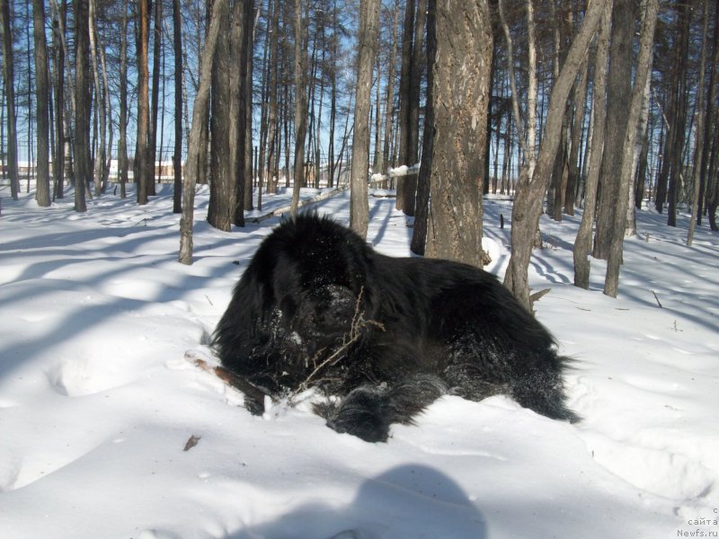 Фото: ньюфаундленд Карат из Медвежьего Яра (Karat iz Medvejyego Yara)