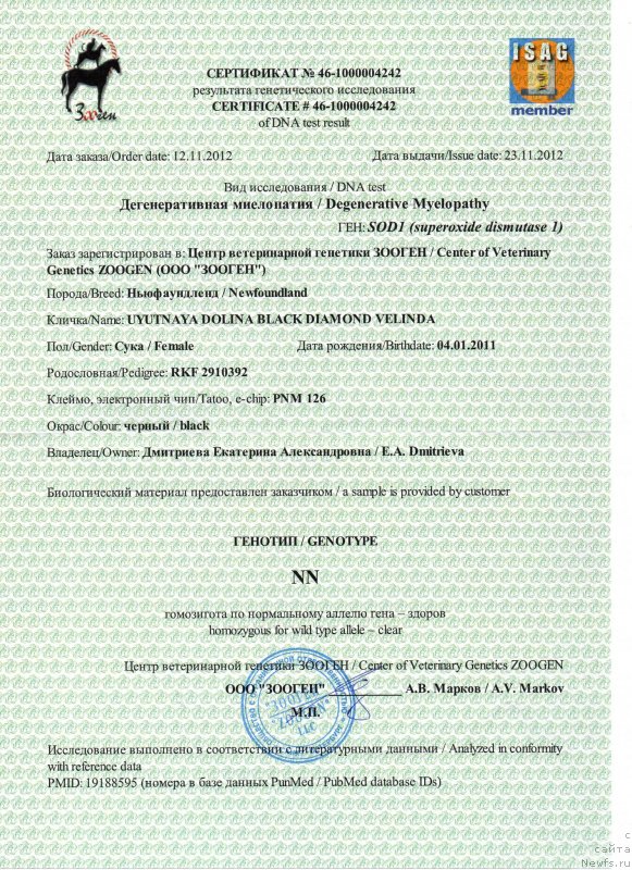 Фото: ньюфаундленд Уютная Долина Блэк Даймонд Велинда (Uyutnaya Dolina Black Diamond Velinda)