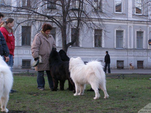 Фото: ньюфаундленд Смигар Шелковая Ночь (Smigar Shelkovaya Noch), ньюфаундленд Талула Белл (Talula Bell)