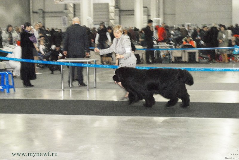 Фото: ньюфаундленд Акватория Келвин Фром Сибириа эт Каюга (Aquatoriya Kelvin From Siberia at Cayuga)