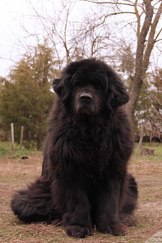 Фото: ньюфаундленд Дуняша с Берега Дона (Dunyasha s Berega Dona)