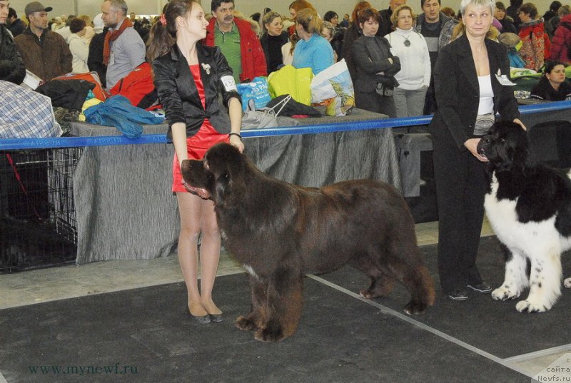 Фото: ньюфаундленд Акватория Келвин Райз Афтэ Ми (Aquatoriya Kelvin Rise After Me)