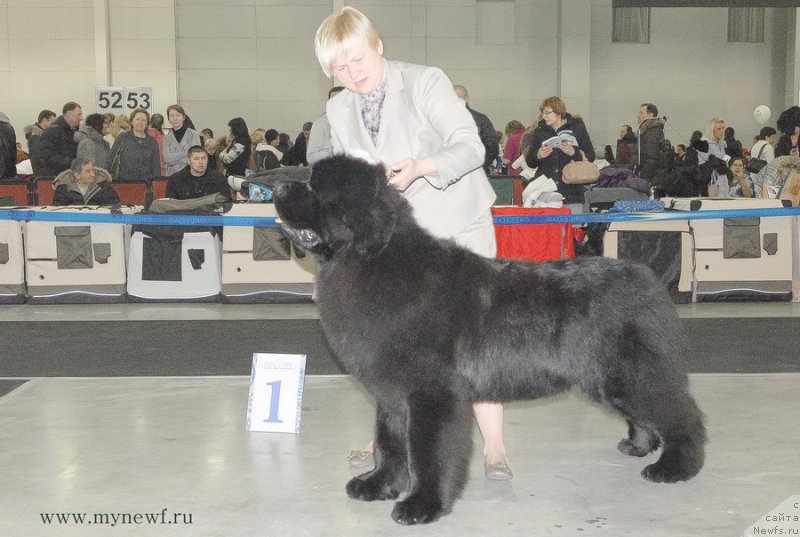 Фото: ньюфаундленд Акватория Келвин Ультиматум (Aquatoriya Kelvin Ultimatum)