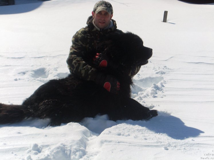 Фото: ньюфаундленд Лексус Гренд Босс (Lexus Grend Boss), Роман Колодный