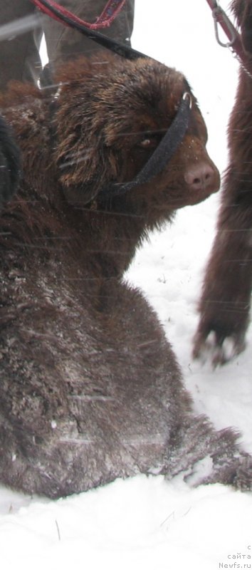 Фото: ньюфаундленд Зольда