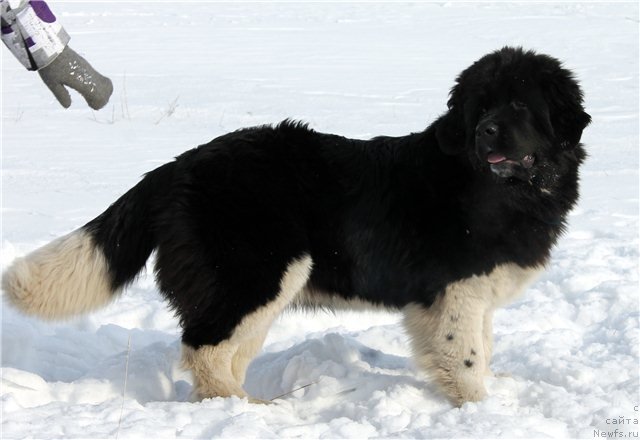 Фото: ньюфаундленд Фиаметтахауз Принцесс Бьюти