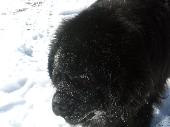 Фото: ньюфаундленд Лексус Гренд Босс (Lexus Grend Boss)