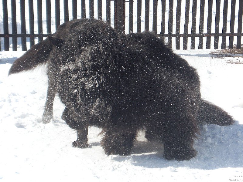 Фото: ньюфаундленд Лексус Гренд Босс (Lexus Grend Boss)