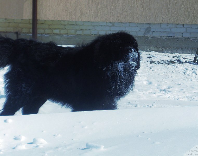 Фото: ньюфаундленд Лексус Гренд Босс (Lexus Grend Boss)