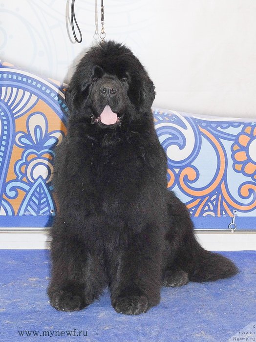 Фотография № 120238