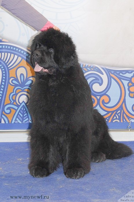 Фотография № 120239