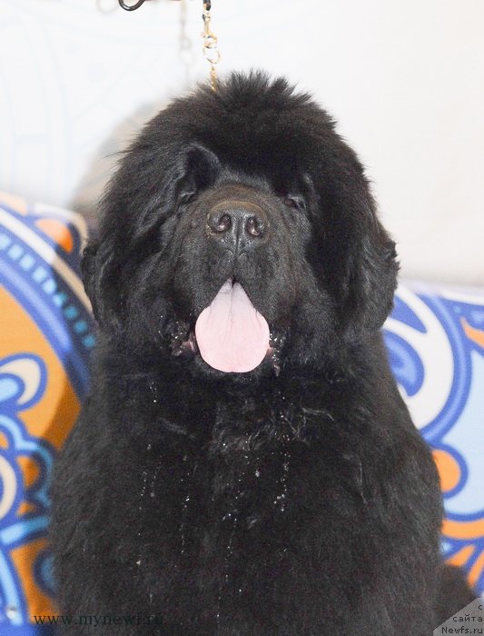 Фотография № 120242