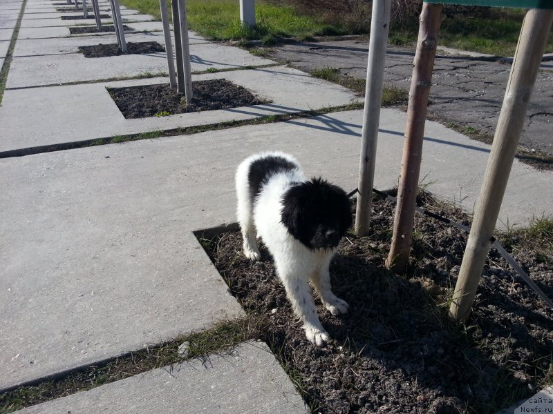 Фото: ньюфаундленд Санта Де Ла Морис