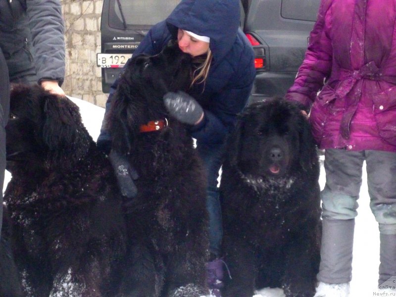 Фото: ньюфаундленд Софья Голден Джесс