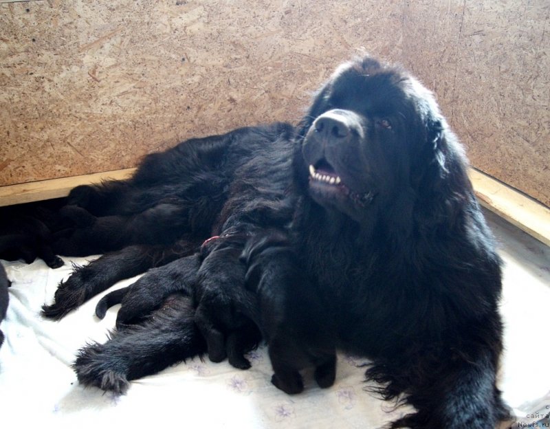 Фото: ньюфаундленд Сент Джонс Ульрика (Sent Djons Ulrika)