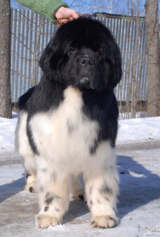 Фотография № 120277