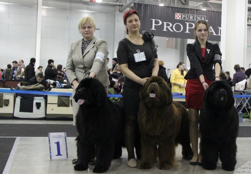 Фото: ньюфаундленд Акватория Келвин Урса Хай Спирит (Aquatoria Kelvin Ursa High Spirit), ньюфаундленд Акватория Келвин Редс Бегин энд Вин (Aquatoriya Kelvin Reds Begin and Win), ньюфаундленд Акватория Келвин Фром Сибириа эт Каюга (Aquatoriya Kelvin From Siberia at Cayuga)