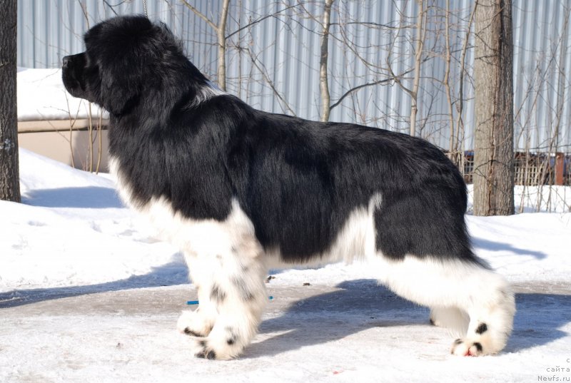 Фотография № 120279