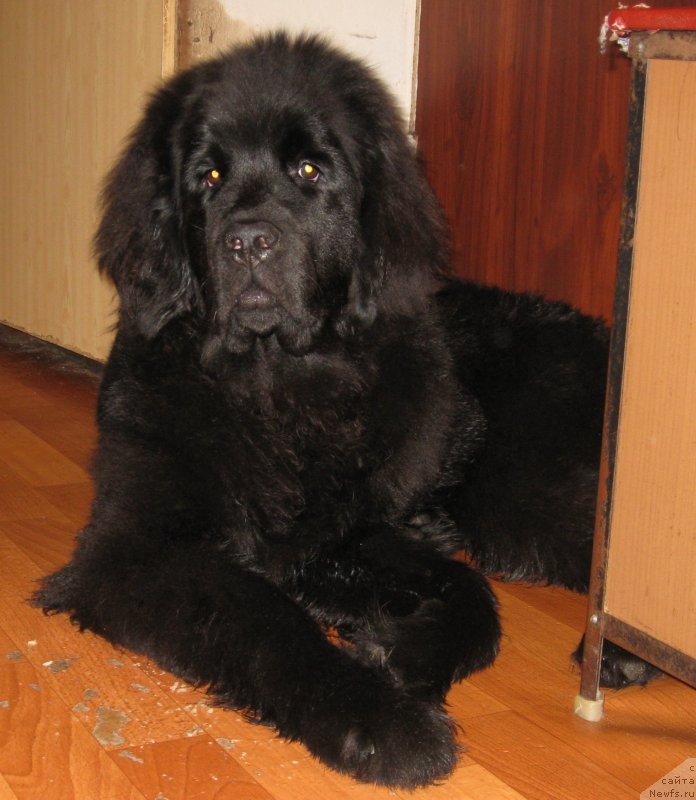 Фото: Потап Оделия(Сонечка)