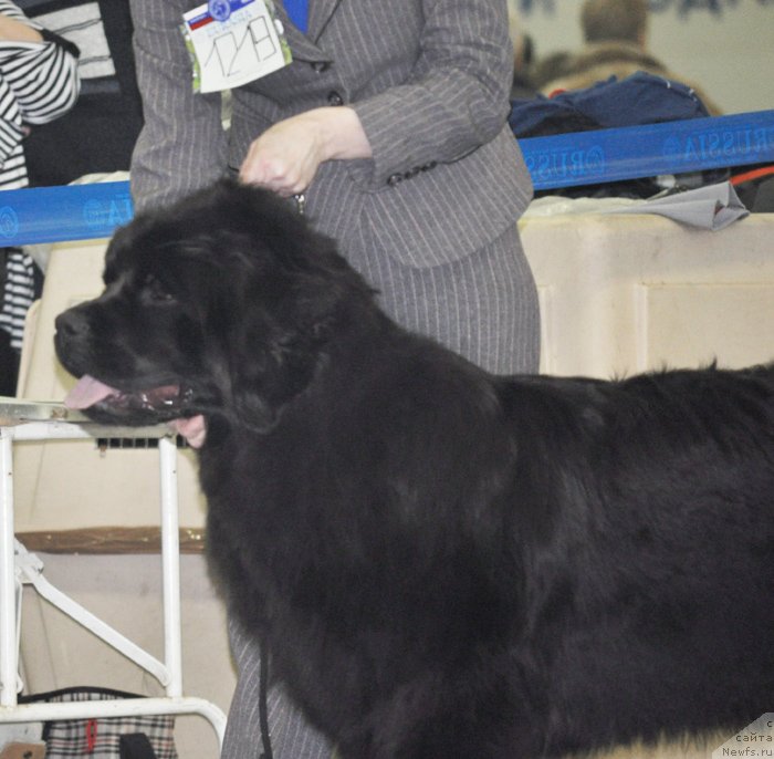 Фото: ньюфаундленд Бегущая по Волнам Царица Савская