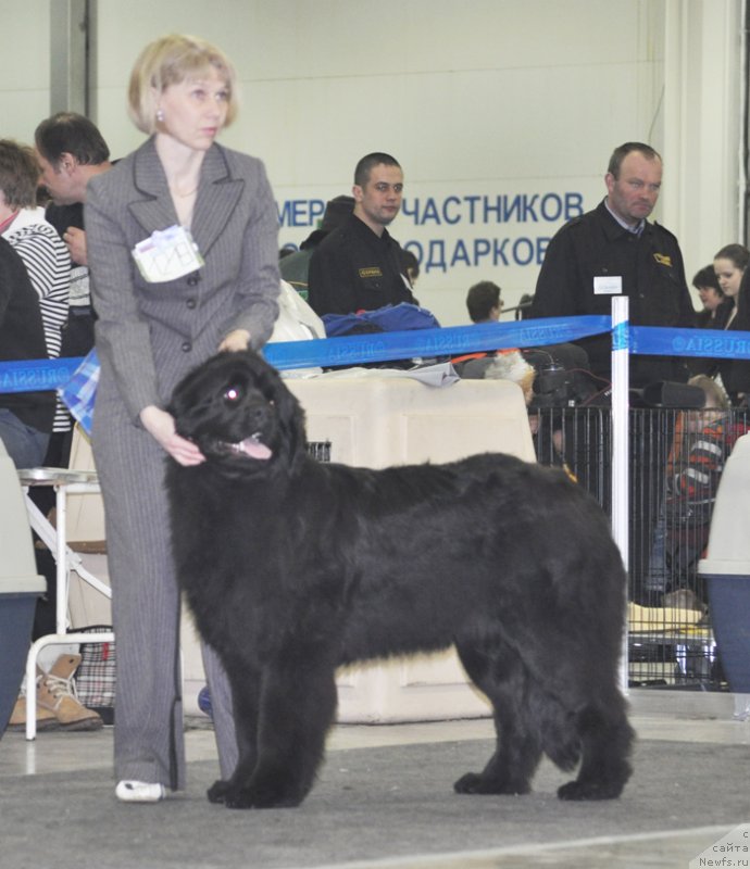 Фото: ньюфаундленд Бегущая по Волнам Царица Савская