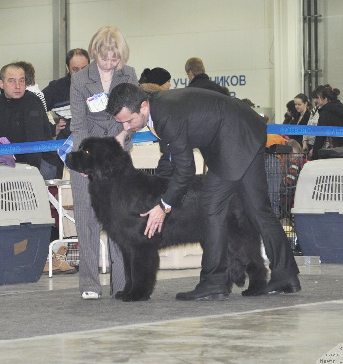 Фото: ньюфаундленд Бегущая по Волнам Царица Савская