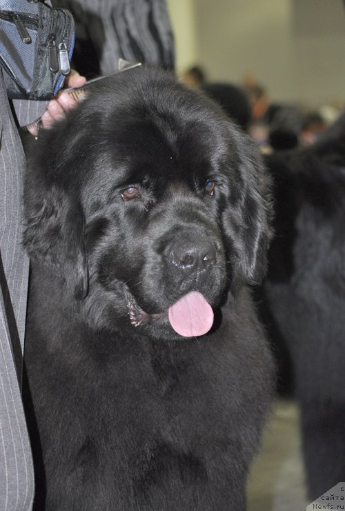 Фото: ньюфаундленд Бегущая по Волнам Царица Савская