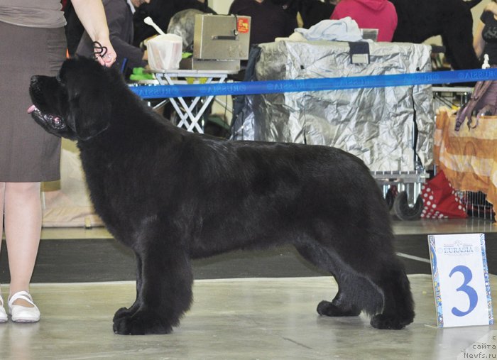 Фото: ньюфаундленд Бегущая по Волнам Фогет Ми Нот