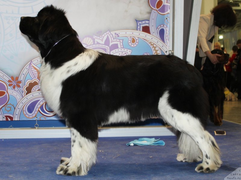 Фото: ньюфаундленд Питерньюф И Дид Ит Агаин (Piternyuf I Did It Again)