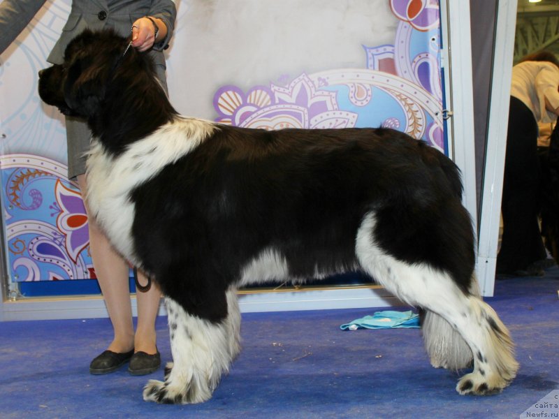 Фото: ньюфаундленд Питерньюф И Дид Ит Агаин (Piternyuf I Did It Again)