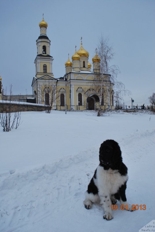 Фото: ньюфаундленд Кипер Соул Некст Пэйдж оф Стори (Keeper Soul  Next Page of Story)
