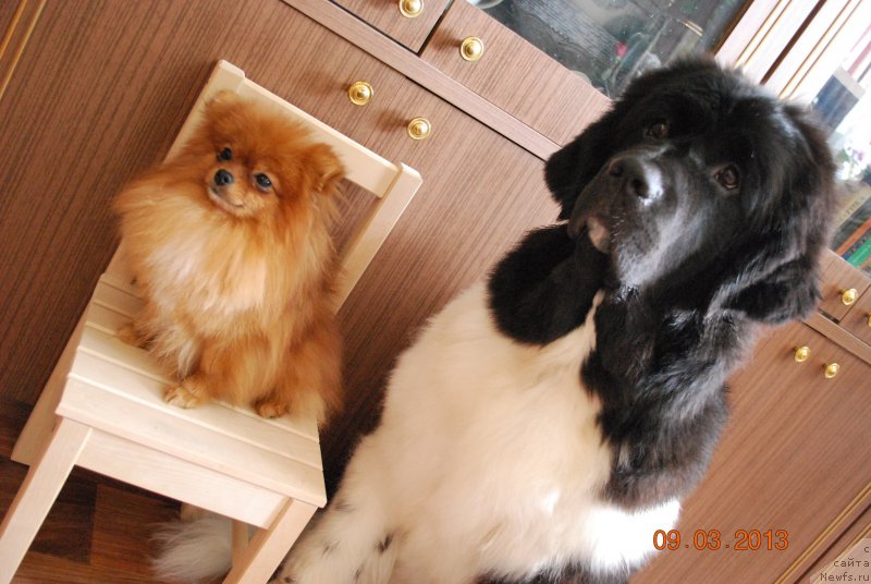 Фото: ньюфаундленд Кипер Соул Некст Пэйдж оф Стори (Keeper Soul  Next Page of Story)