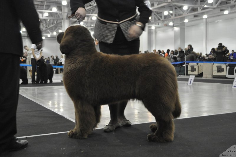 Фото: ньюфаундленд Хаппинесс Лонг-Аваитед с Берега Дона (Happyness Long-Awaited s Berega Dona)