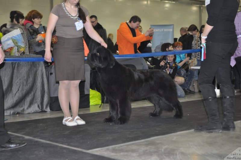 Фото: ньюфаундленд Бегущая по Волнам Фогет Ми Нот