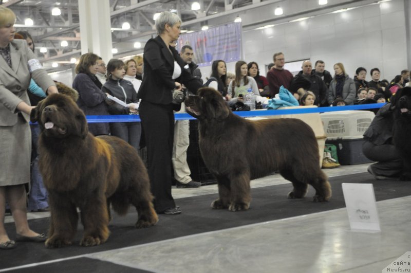 Фото: Татьяна Абутова, ньюфаундленд Акватория Келвин Редс Бегин энд Вин (Aquatoriya Kelvin Reds Begin and Win), ньюфаундленд Take it Slowly Quero, Нина Базулина