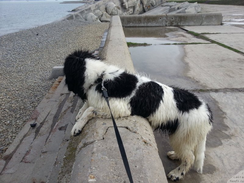 Фото: ньюфаундленд Санта Де Ла Морис