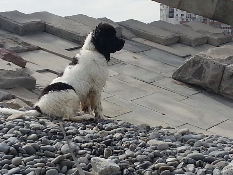 Фото: ньюфаундленд Санта Де Ла Морис