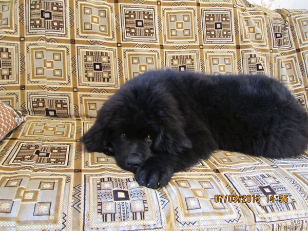 Фото: ньюфаундленд Чинуа Декам Лаки Дэвил