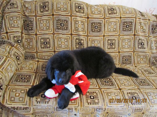 Фото: ньюфаундленд Чинуа Декам Лаки Дэвил