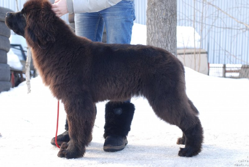 Фото: ньюфаундленд Флюфи Аваланч Яхоо (Fluffy Avalanch Yahoo)