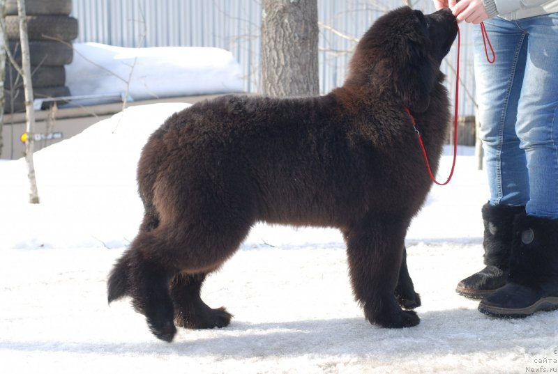 Фото: ньюфаундленд Флюфи Аваланч Янита (Fluffy Avalanch Yanita)