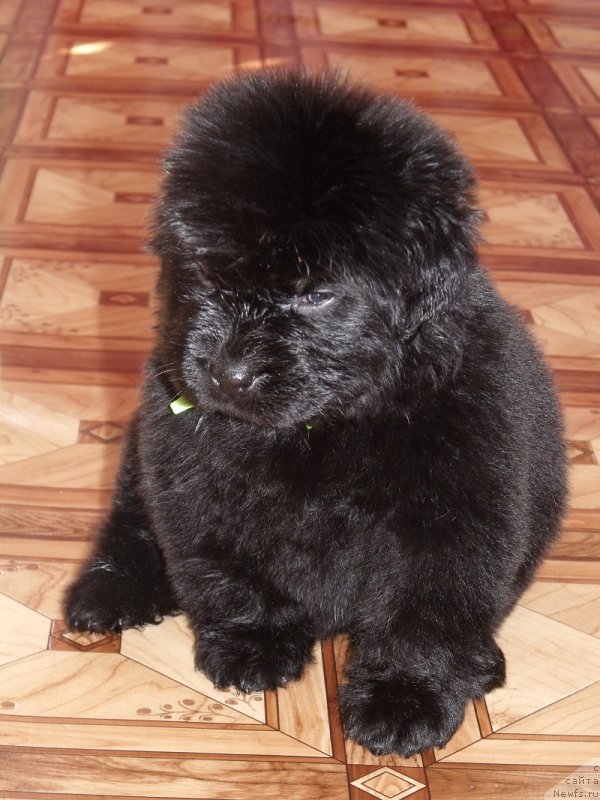 Фото: ньюфаундленд Лепесток Лилии