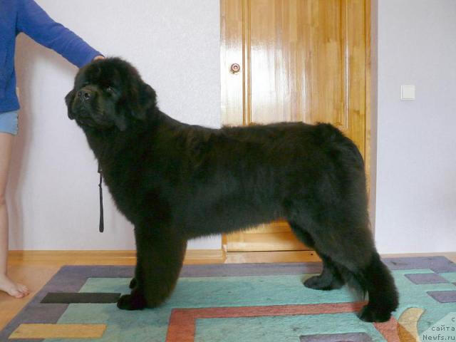 Фото: ньюфаундленд Потап Фидель